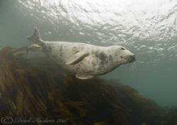 Grey seal. Farne islands. D200, 10.5mm. by Derek Haslam 